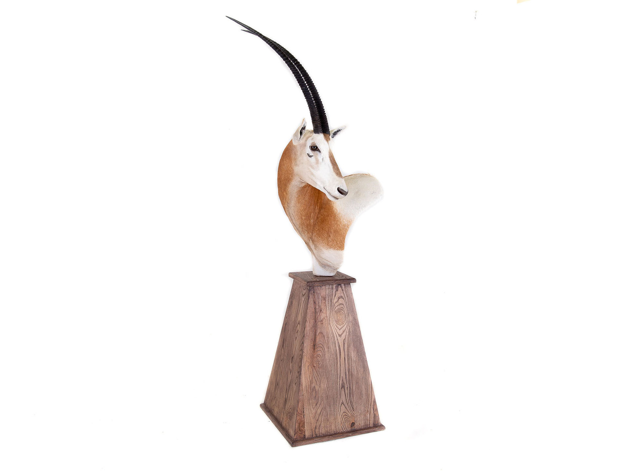 Splitting Image Taxidermy SCIMITAR HORNED ORYX PEDESTAL MOUNT